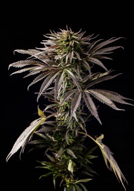 Indica kenevir ilacı. Siyah arka planda Cbd marihuana bitkisi.