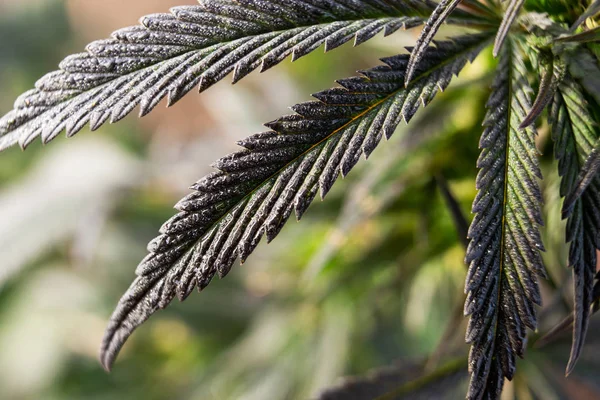 Bela maconha cânhamo ou cannabis folha fundo textura — Fotografia de Stock