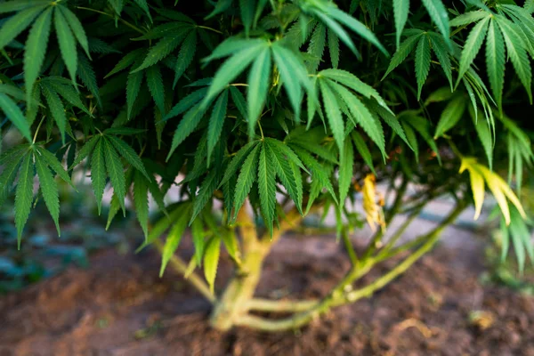Marihuana-Pflanze auf dem Bauernhof — Stockfoto