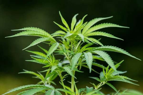 大麻种植室外种植园 — 图库照片