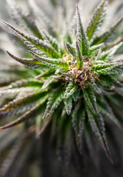Folha de cannabis natureza — Fotografia de Stock