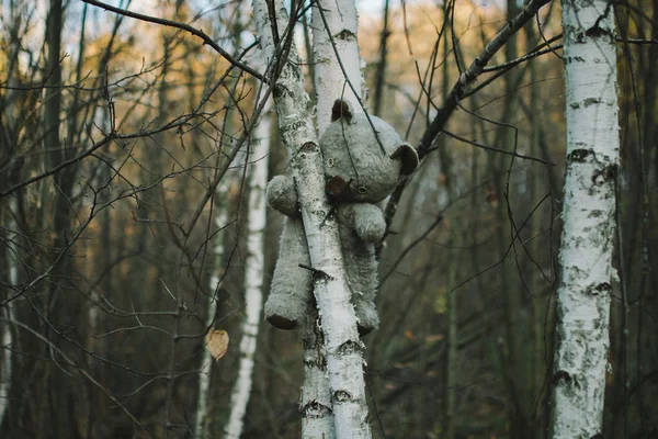 Brinquedo urso de pelúcia abandonado na floresta — Fotografia de Stock