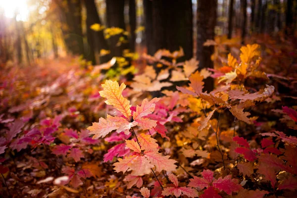 Jesienny las liście północny czerwony dąb — Zdjęcie stockowe