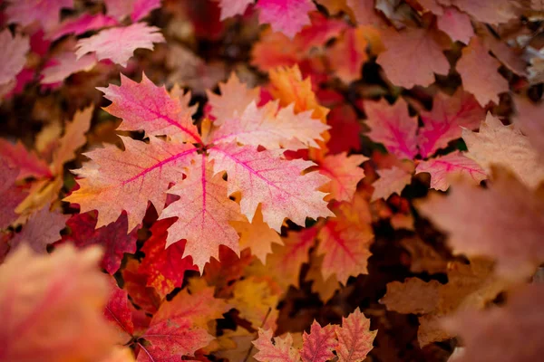 Quercus rubra background, red oak leaves in autumn — Stock Photo, Image