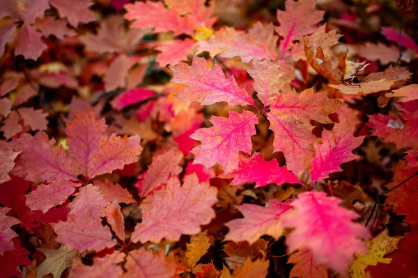 Vörös tölgyfa levél quercus rubra esik ősz fa — Stock Fotó