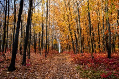 beautiful forest path