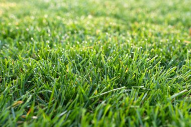 green grass lawn close, lawn in the morning  clipart