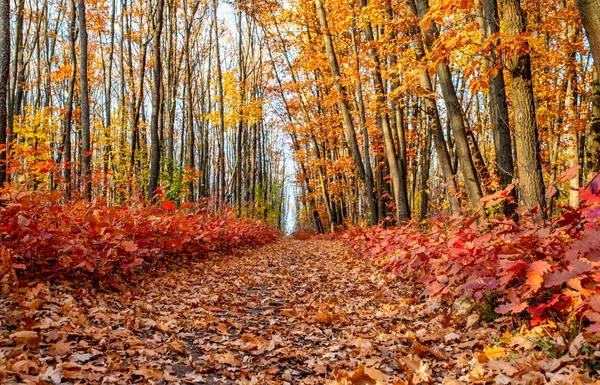 Colorful autumn park red and orange woods — Stock Photo, Image