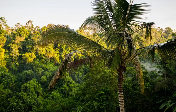 Wet Rainforest Beautiful View Island Sunrise — Stock Photo, Image