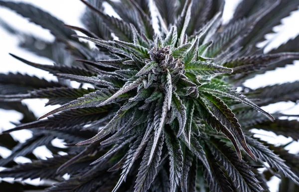 Cannabis Popular Azul Sonho Variedade Planta Medicinal Maconha Para Dor — Fotografia de Stock