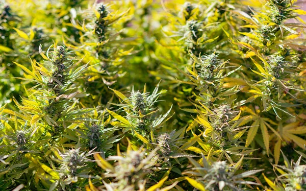 Vacker Marijuana Plantering Utomhus — Stockfoto