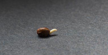 Esrar esrar tohumu seçimi ve çimlenme