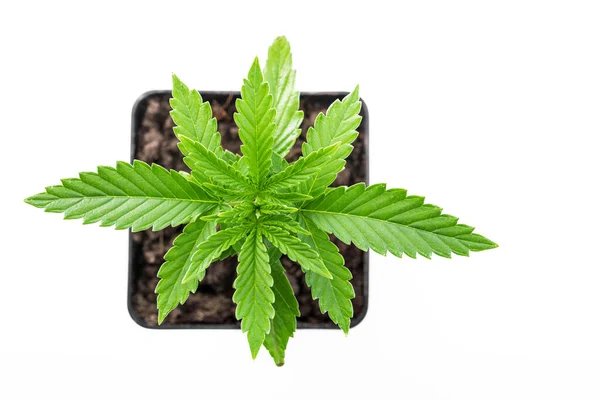 Marijuana Potted Cannabis Medical Plant White Isolated Backgroun — Stock Photo, Image
