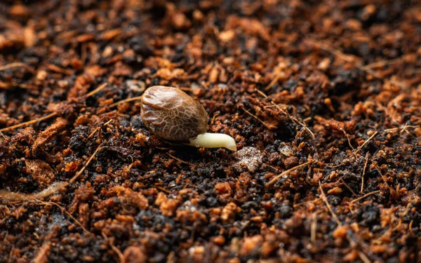 Cannabis Seed Germination Planting Marijuana Popular Method Growing Medical Plants — Stock Photo, Image