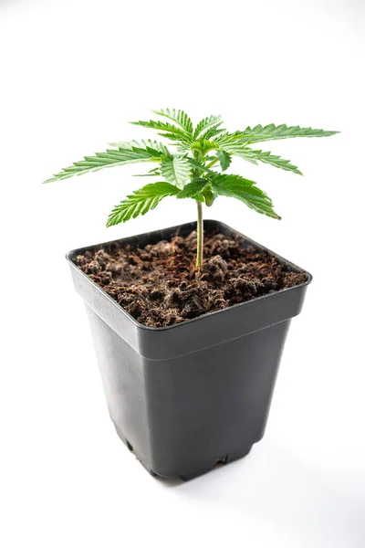 Medizinische Marihuana Pflanze Eingetopft — Stockfoto