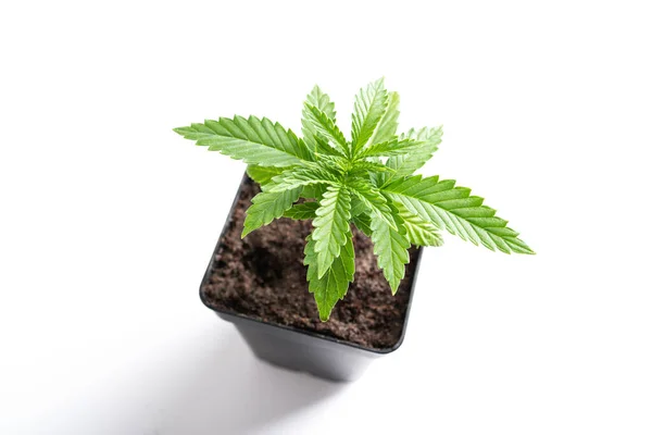 Maconha Potted Cannabis Medical Plant — Fotografia de Stock