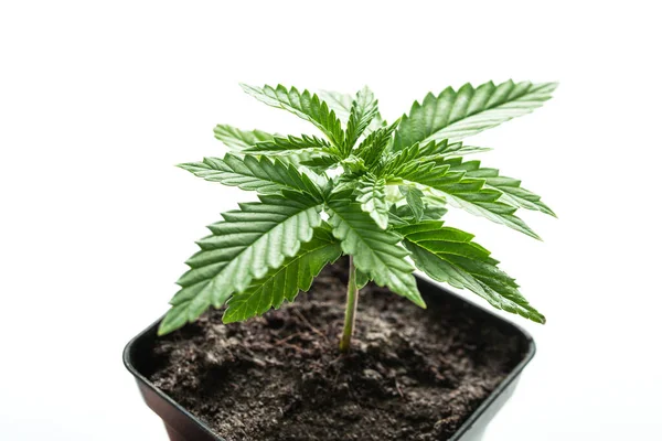 Marihuana Planta Cannabis Medicinal Maceta Crecer Usted Mismo — Foto de Stock