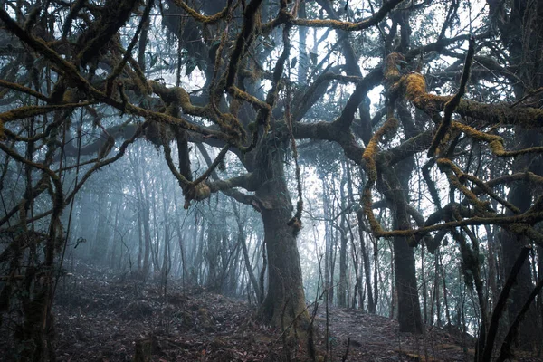 Sis Içindeki Dallı Ağaç Gizemli Orman Manzarası — Stok fotoğraf