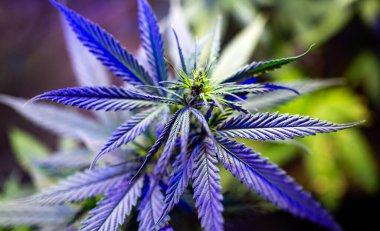Kenevir bitkisi tıbbi marihuana bitkisi