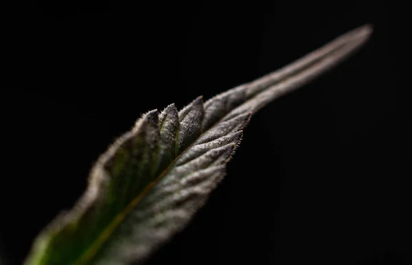 Blad Plant Geneeskunde Cannabis Closeup Natuur Hennep Achtergrond Marihuana — Stockfoto