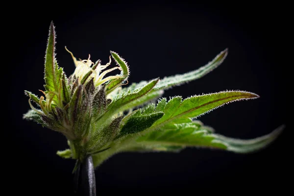Marihuana Medyczna Lek Cannabis Pąk — Zdjęcie stockowe