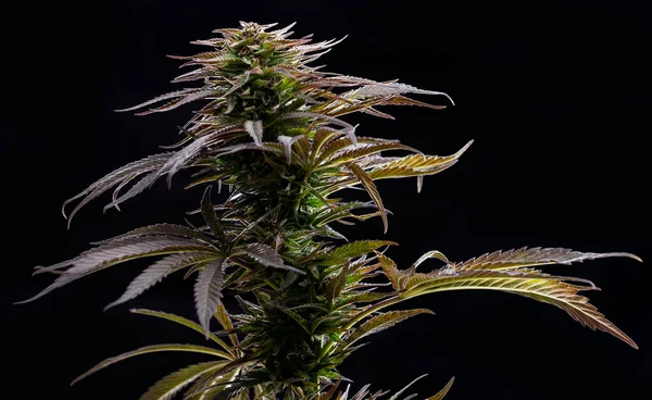 Marihuána Növény Tetején Cannabis Bud Fekete Háttér Stúdió Fény — Stock Fotó