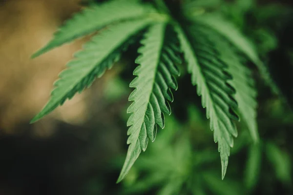 Folha Maconha Close Planta Medicinal Cultivar Fazenda Canadá — Fotografia de Stock