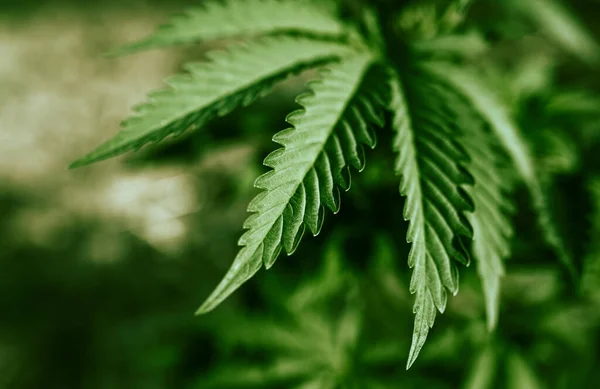 Cannabis Marihuana Blatt Auf Einer Farm Amerika — Stockfoto