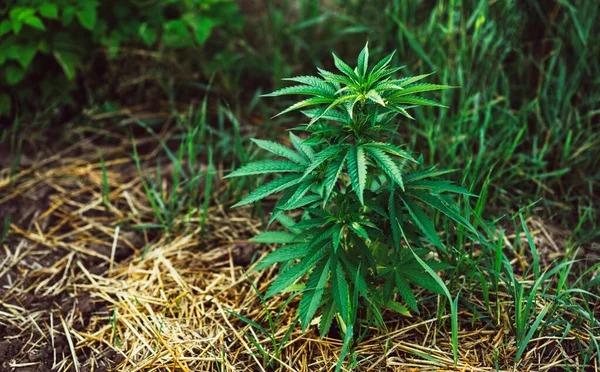 Anbau Von Medizinischem Cannabis Vegetativer Strauch Auf Einer Farm Auf — Stockfoto