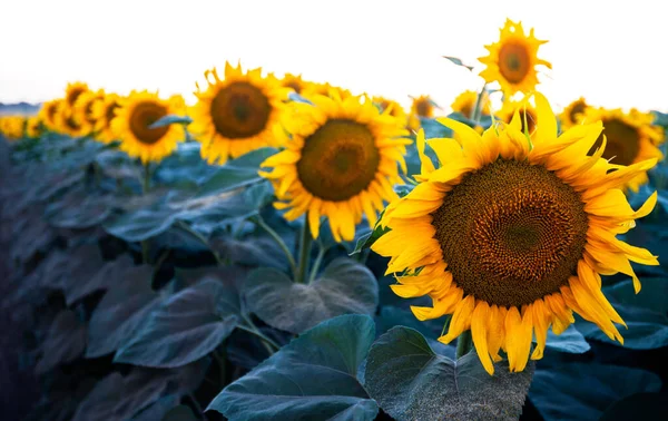 Solution Photo Tonifiante Couleur Inhabituelle Champ Tournesols — Photo