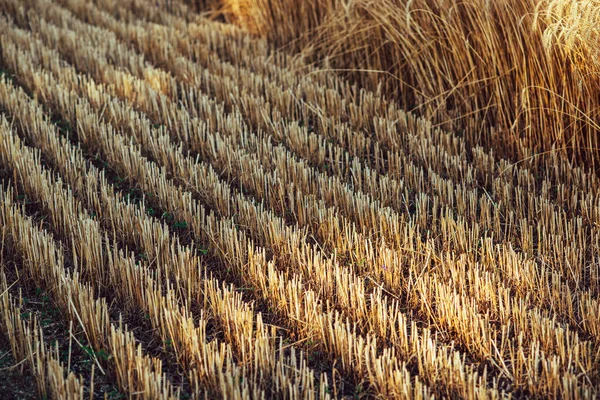 Zbiory Zbóż Pszennych Polu Rolnictwo — Zdjęcie stockowe