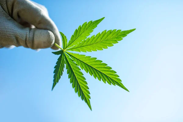 Wiet Kwekerij Buiten Marihuana Blad Hand Boer — Stockfoto