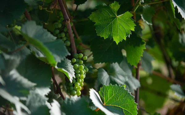 Viñedo Racimo Vino Blanco Chardonnay — Foto de Stock