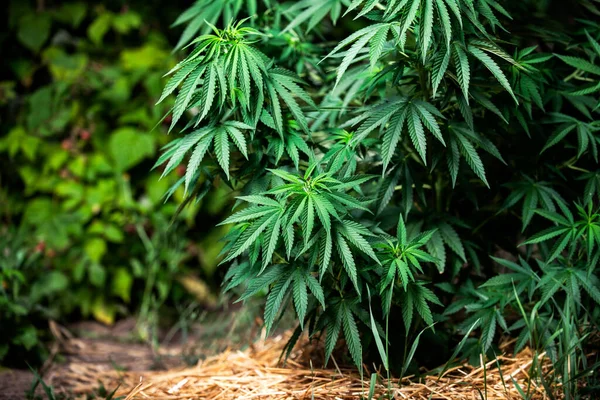 Planta Folha Medicina Cannabis Maconha Fazenda Grande Erva Daninha Agricultura — Fotografia de Stock