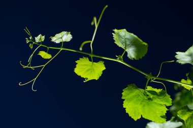 Üzüm bağında yeşil genç bir sarmaşık