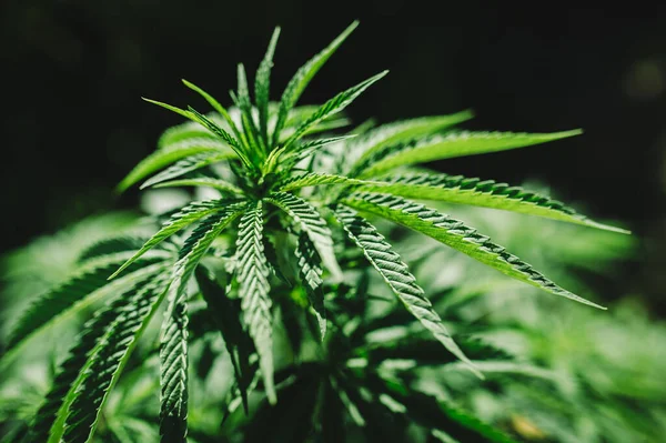 Maconha Arbusto Livre Rua Sob Sol Verde Belas Folhas Cannabis — Fotografia de Stock