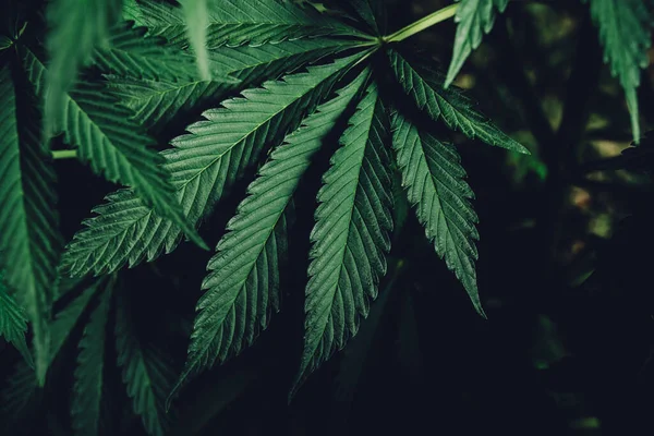 Marijuana Leaves Cannabis Background Medicinal Cbd Plants — Stock Photo, Image