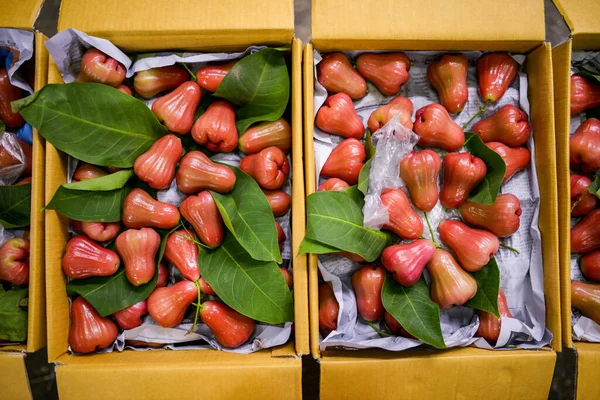 Chomphu Tropical Fruta Doce Fresca Maçã Malaia — Fotografia de Stock