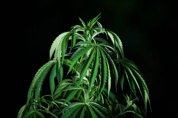 Orvosi Marihuána Egyesült Államokban Kannabisznövény — Stock Fotó