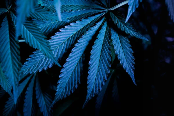 Fundo Cannabis Folha Maconha Azul Papel Parede — Fotografia de Stock