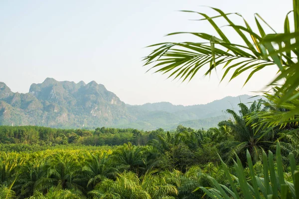 Landscape Oil Palms Asia Plantations — Stock Photo, Image