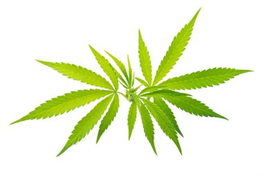Marihuana beyaz arka planda kenevir medikal bırakır