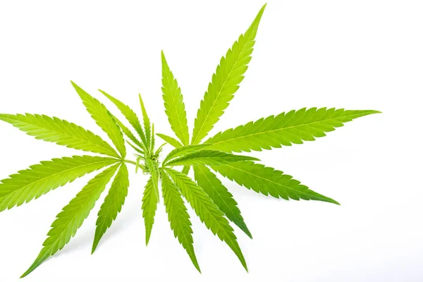 Cannabis Medical Marijuana Leaves White Background — Stock Photo, Image