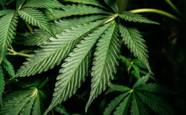 Марихуана конопли оставляет фон, медицинские растения крупным планом