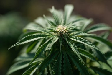 Popüler kenevir tarımı. Çiçek açan tıbbi bitkiler. Marihuana.