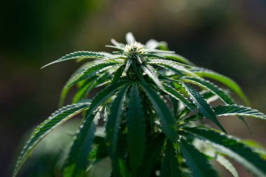 Esrar bitkisi kenevir, Afganistan 'dan gelen indica çeşitlerini içeren tıbbi cbd yağı.