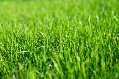 lush green lawn, landscaping backyard or lawn garden clipart