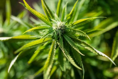 Esrar yetiştiren tarım keneviri yaprakları arka planda