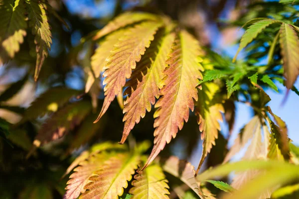 Marijuana Cannabis Automne Feuilles Plantes Sur Ferme Cannabis Amérique — Photo