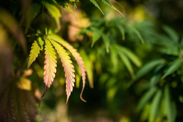 Marihuana Herbst Verlässt Farm Medizinisches Cannabis — Stockfoto